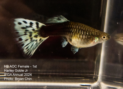 female guppy hb aoc